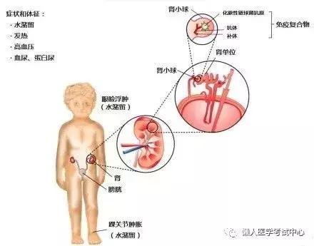 「医学美图」泌尿系统——10分钟搞定