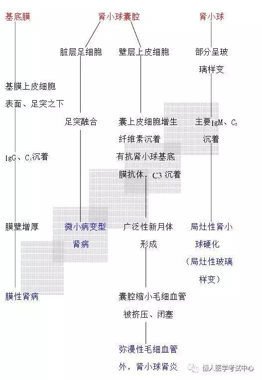 「医学美图」泌尿系统——10分钟搞定