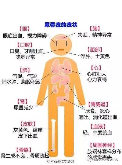 「医学美图」泌尿系统——10分钟搞定