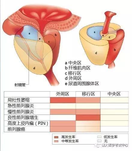 「医学美图」泌尿系统——10分钟搞定