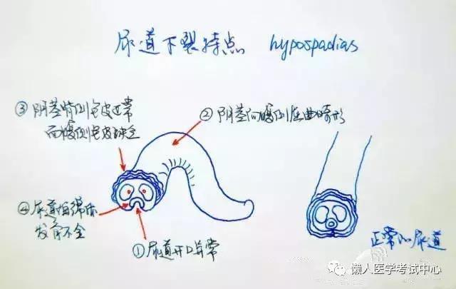 「医学美图」泌尿系统——10分钟搞定