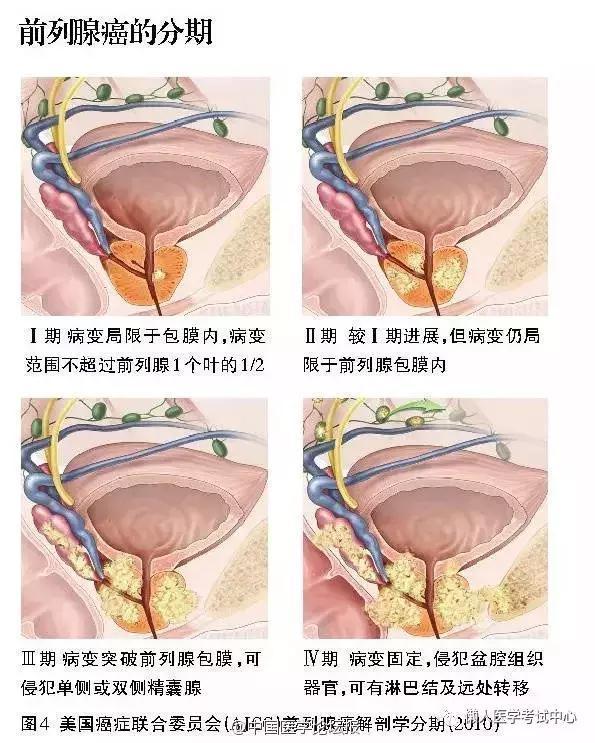 「医学美图」泌尿系统——10分钟搞定