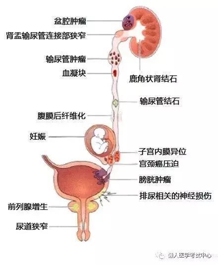 「医学美图」泌尿系统——10分钟搞定