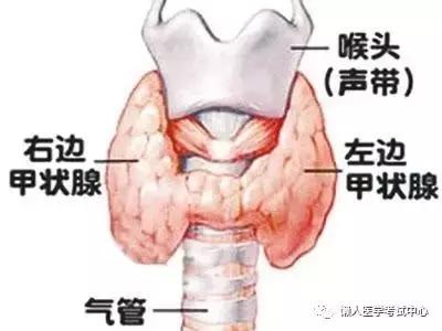 关于甲状腺结节的七个问题！